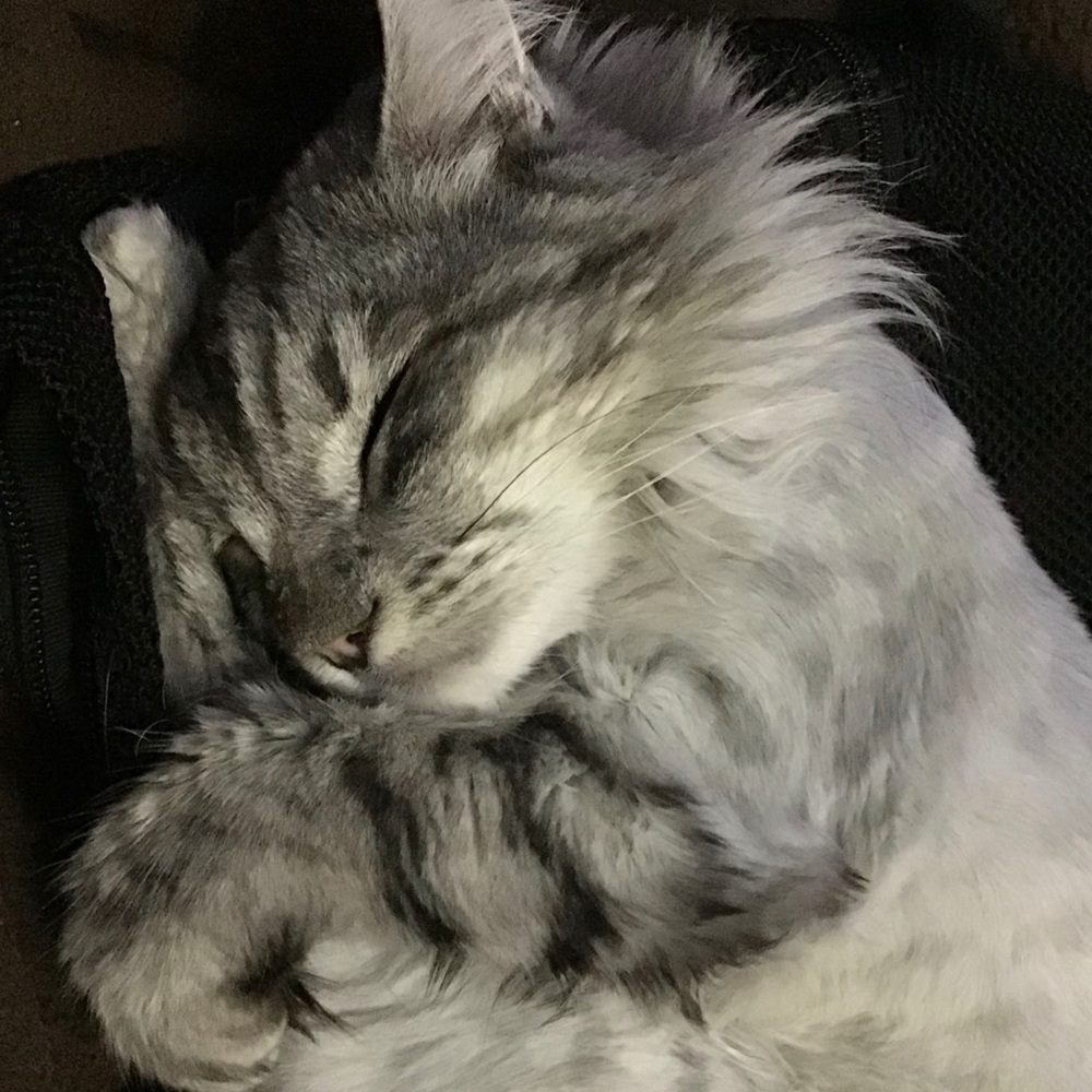 Meet your Posher, Pilar